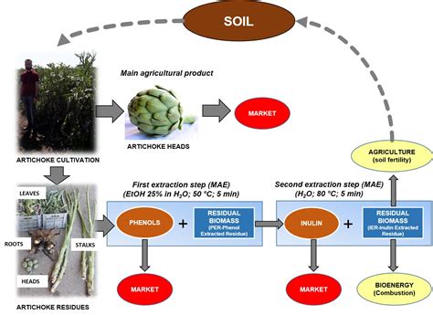 Artichoke Biorefinery: From Food to Advanced Technological Applications