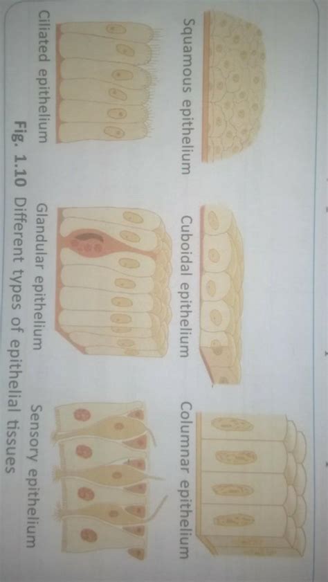 Draw well labled diagram of different types of Epithelial tissue ...
