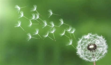 Rockwood Leadership Institute