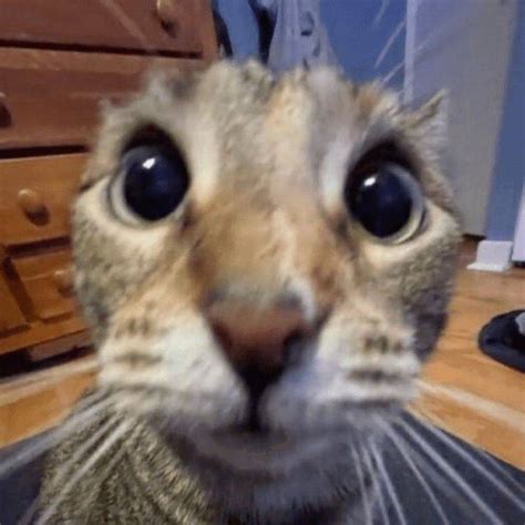 Image result for Scared Cat PFP