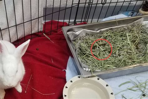 Image result for Exploding Rabbit Poop