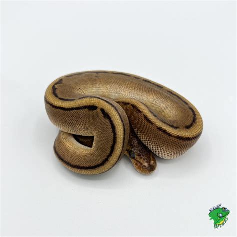 Highway Ball Python 的图像结果