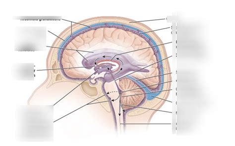 CSF Flow Diagram | Quizlet