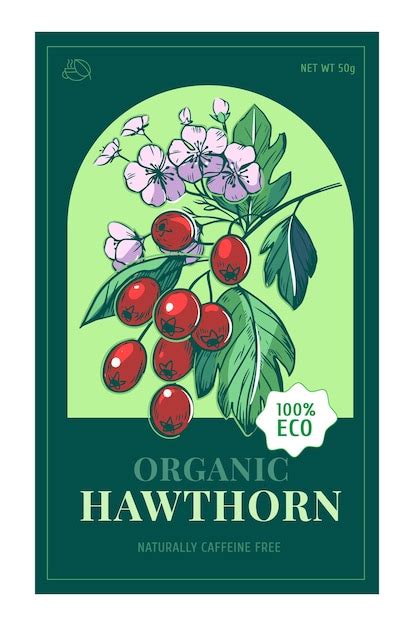 Hawthorn berries and leaves set hand drawn herbal plants herbal tea ...