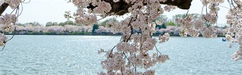 Download wallpaper nature, cherry, lake, branch, spring, Washington ...