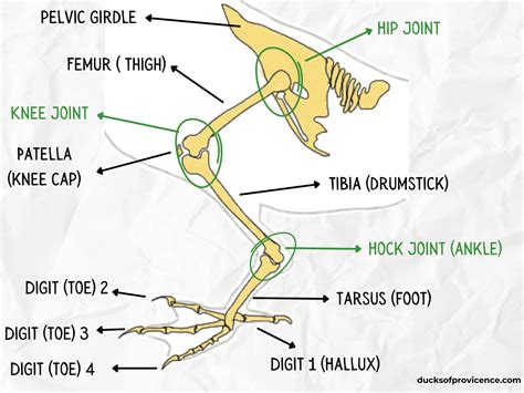 Duck Feet Facts: Key Anatomical Features And Functional Adaptations