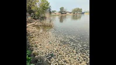 Scores of dead fish in Kanpur pond raise stink | Kanpur News - The ...