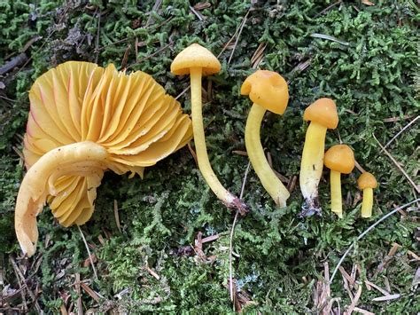 What is Mycology? – New York Mycological Society