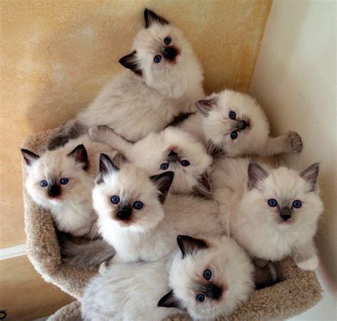 Kittens | Cat furry, Cute cats, Fluffy cat breeds