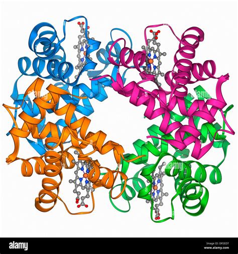 Image result for Haemoglobin Structure Model