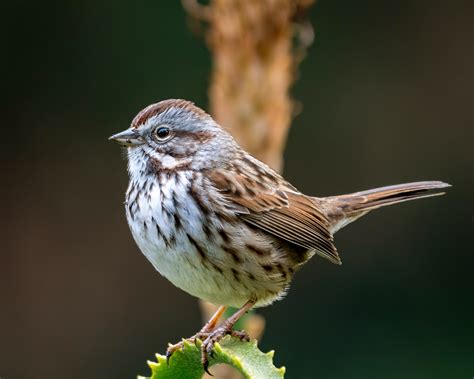 Song Sparrow Birds