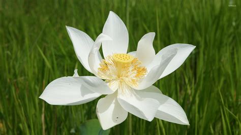 White Lotus wallpaper - Flower wallpapers - #172