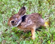 Image result for Baby Animals Pictures