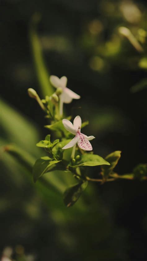 Video+Colmek+Indonesia+Viral Videos, Download The BEST Free 4k Stock Video Footage & Video ...