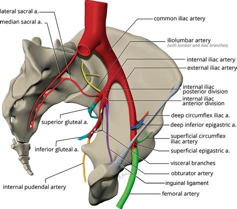 Internal Iliac Artery Branches Internal Iliac Artery