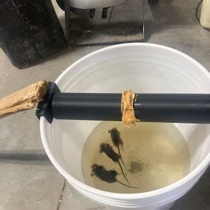 Image result for Exploding Mouse Trap