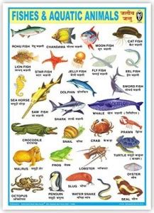 Fish & Aquatic Animals Chart (Size 70 X 100 Cms) Without Pvc Rollers ...