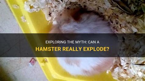 Image result for Dwarf Hamster Exploding MP4