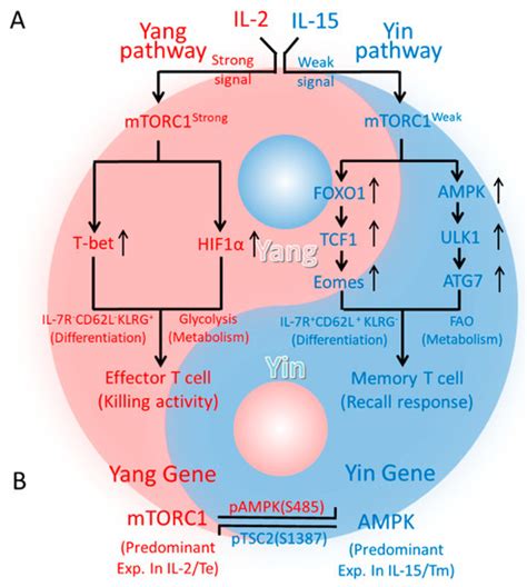 The Critical Role of AMPKα1 in Regulating Autophagy and Mitochondrial ...