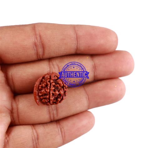Nepalese Ganesh Rudraksha - Bead No. 63 – Rudra and Sons