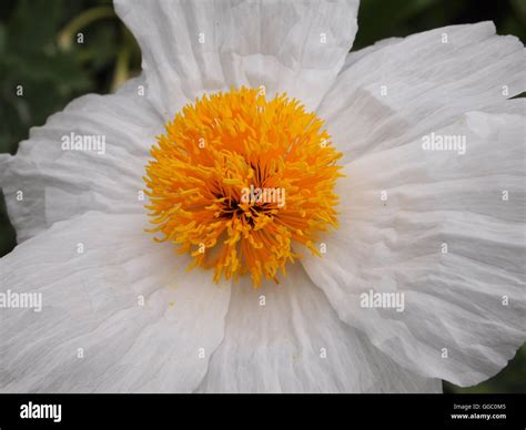 Flowers and colours Stock Photo - Alamy