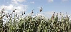 alimentazione quantitã agricoltura quantit 224 o qualit 224 quale alimentazione nel alimentazione quantitã agricoltura quantit 224 o qualit 224 quale alimentazione nel