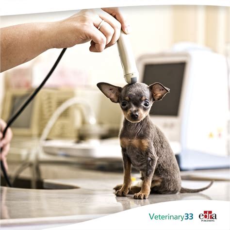 Ultrasonographic measurement of gallbladder wall thickness in fasted dogs | Veterinary 33