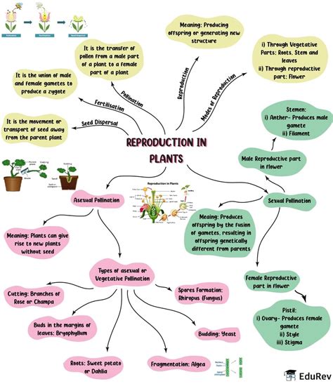 Image result for Reproduction Class 8 Mind Map