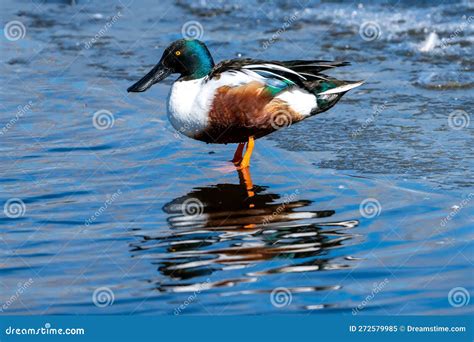 Male Northern Shoveler Duck in Littleton, Colorado Stock Image - Image ...