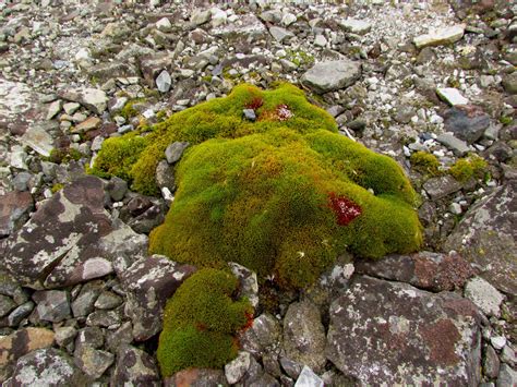 The Flora of Antarctica: Life on a Frozen Continent — In Defense of Plants