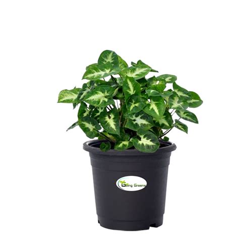 Syngonium Mini Pixie Plant – Going Greens