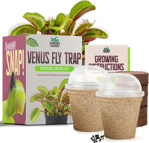 Amazon.com : Garden Haven Venus Fly Trap Seeds Growing Starter Kit All ...