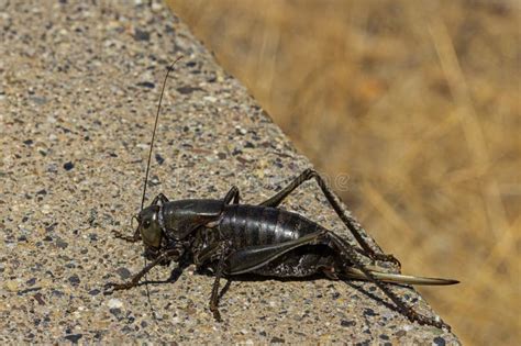 Mormon Crickets 的图像结果