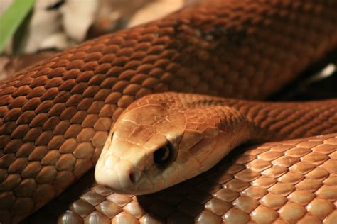 Dangerous Australian Animals List