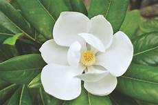 magnolia fiore magnolia flowers types of magnolia trees planting tips magnolia fiore magnolia flowers types of magnolia trees planting tips