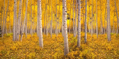 Colorado's Forests Transform into Carbon Emitters Due to Insects and ...