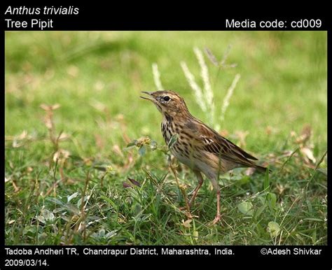 Anthus trivialis (Linnaeus, 1758) - Tree Pipit | Birds