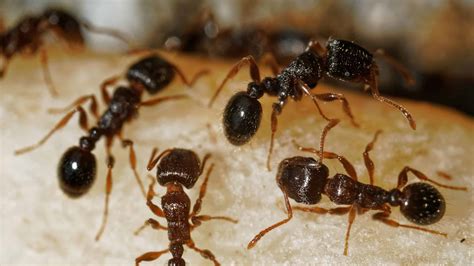 The 14 Most Effective Ways to Get Rid of Ants in Your Trash Cans - A-Z Animals