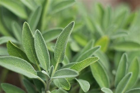 Шалфей (Salvia officinalis) | Eda-Priroda.ru