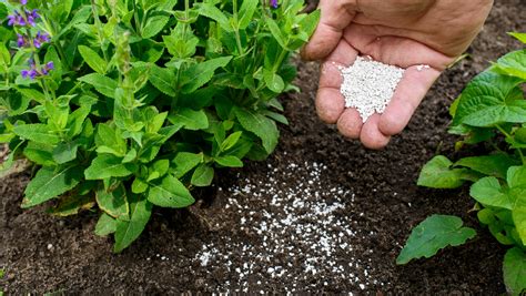 Organic Manures vs. Chemical Fertilizers: A Balanced Approach for Indi ...