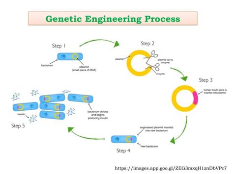 Application of Genetic Engineering 的图像结果