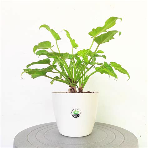 Buy Philodendron Xanadu Plant Online | Lush Indoor Greenery – rootsraja.in