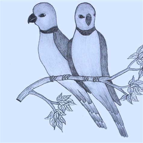 Image result for How to Draw a Parrot Two