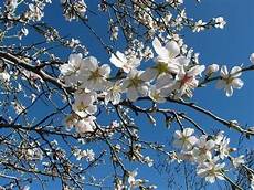 fiori mandorlo fiore di mandorlo significato fiori fiori mandorlo fiore di mandorlo significato fiori