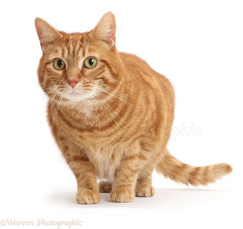 Fat Ginger cat photo WP44429
