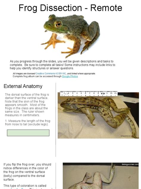Frog Dissection Tutorial 的图像结果