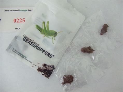 Chocolate Covered Grasshoppers