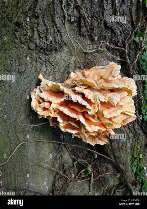 Common Tree Fungus 的图像结果