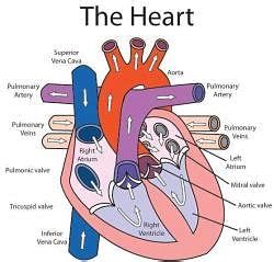 Structure of Human Heart - Class 10 PDF Download