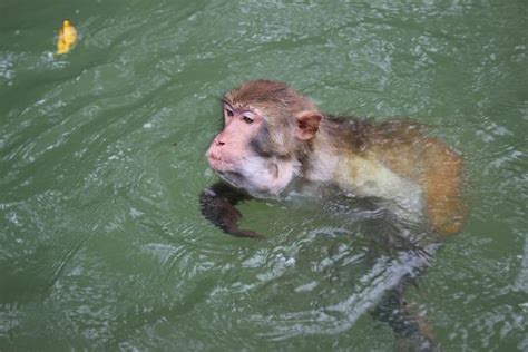 龍虎山的猴子為什麼要學會游泳 - 每日頭條